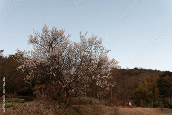 Obraz 夕暮れの梅と月