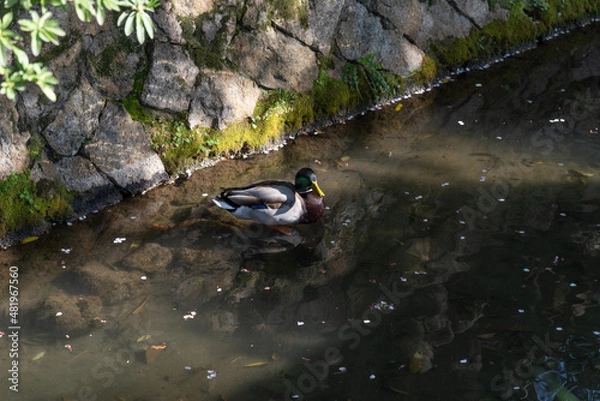 Obraz 花びら浮かぶ川を泳ぐ鴨