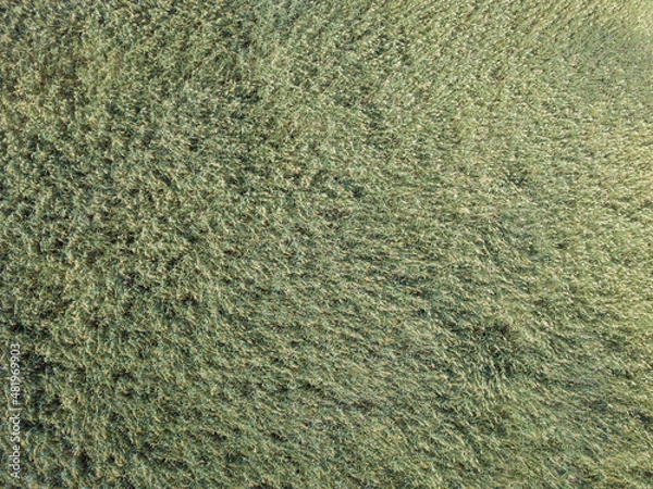 Fototapeta Top view on background texture of green grass reeds