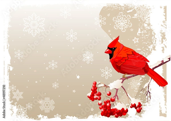 Obraz Red Cardinal bird background