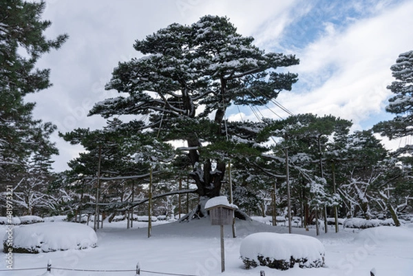 Obraz 兼六園の根上松