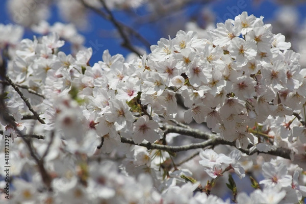 Obraz 桜と青空