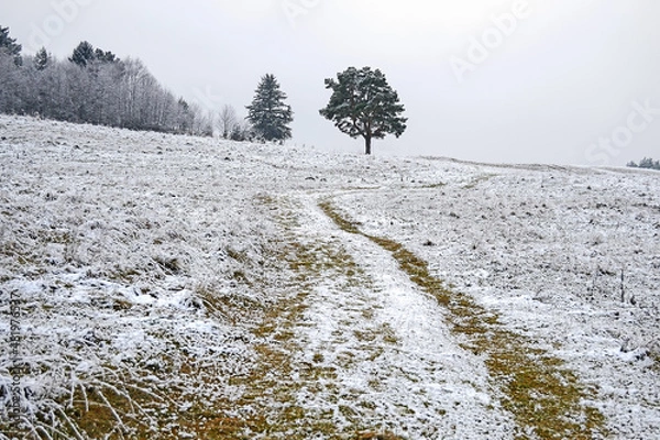 Obraz Felds in winter