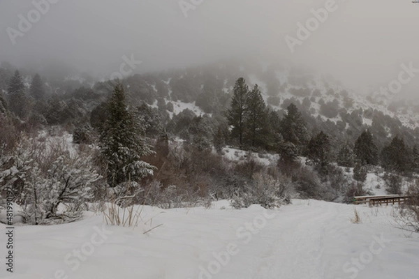 Obraz snow covered trees