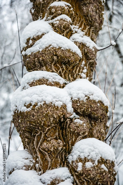 Obraz tree in snow