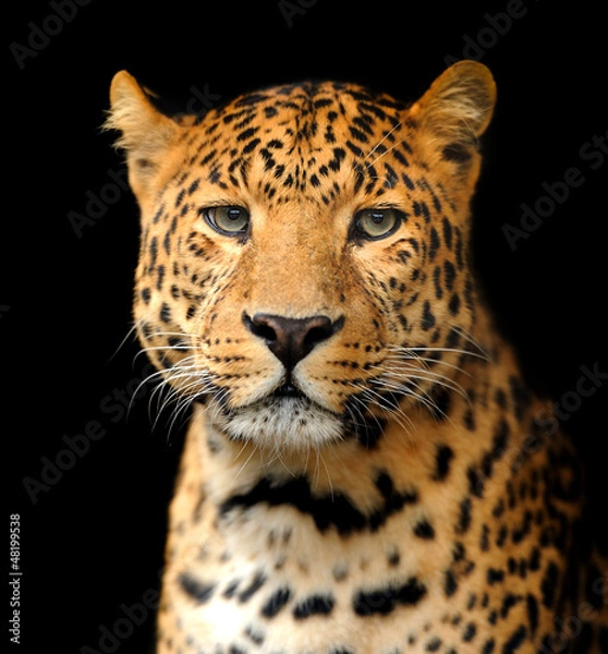 Fototapeta Leopard portrait