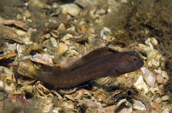 Obraz Seaweed Blenny, Parablennius marmoreus