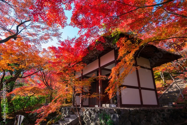 Fototapeta 京都　嵯峨野　常寂光寺（じょうじゃっこうじ）の仁王門と紅葉