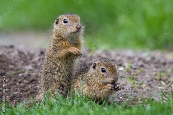 Fototapeta Ziesel (Citellus citellus)