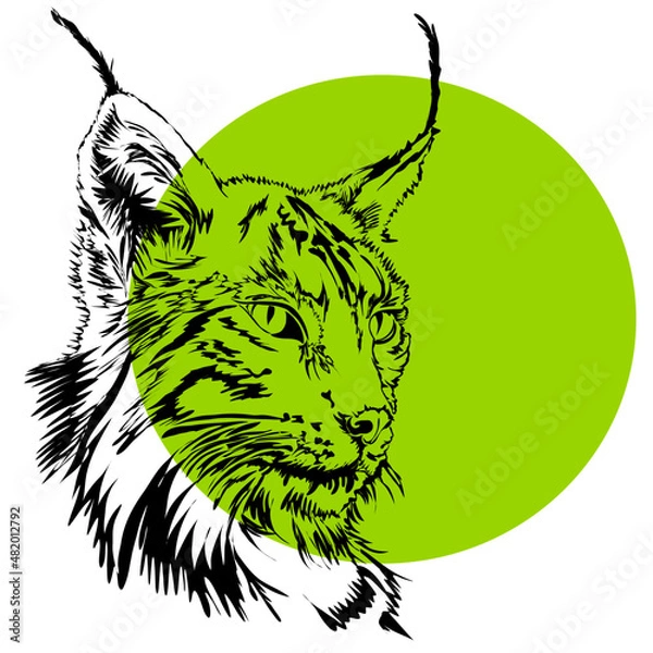 Obraz Lynx