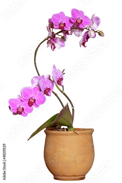 Obraz Orchidea