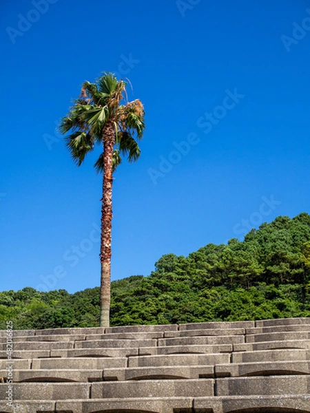 Obraz ヤシの木と階段