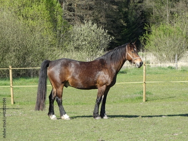 Obraz bay welsh cob