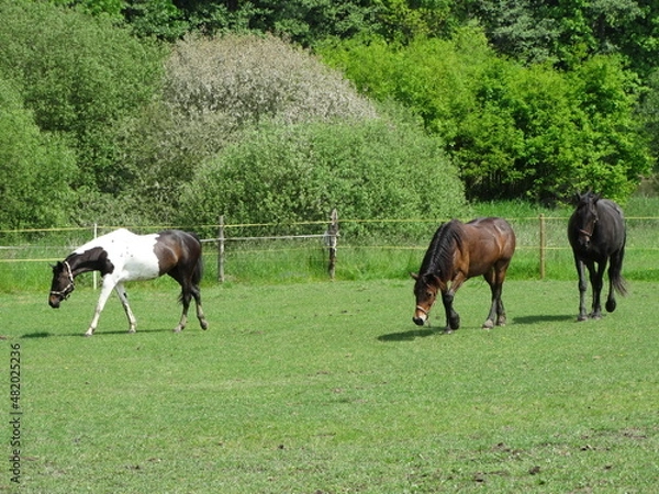 Fototapeta happy horses in the field grazing
