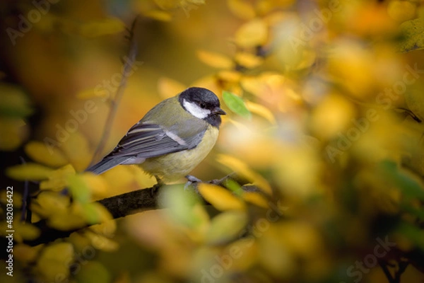 Obraz Great Tit
