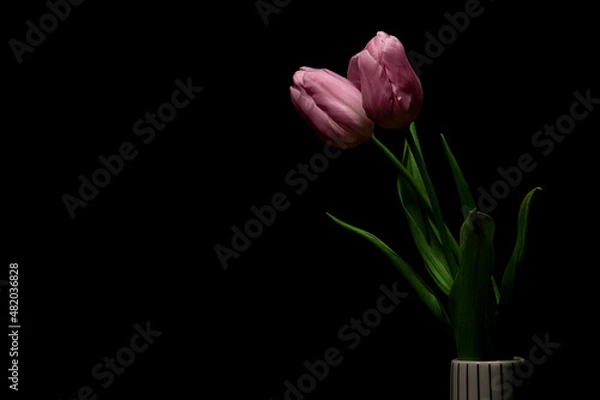 Obraz Beautiful pink tulip in ceramic vase on black background