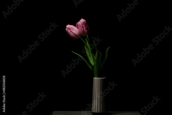 Obraz Beautiful pink tulip in ceramic vase on black background