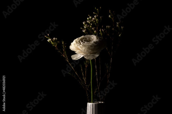 Obraz Beautiful white buttercup flower in ceramic vase on black background