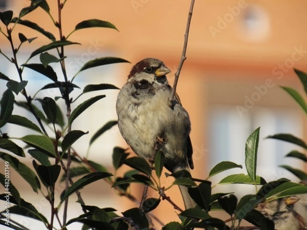 Obraz bird on a branch