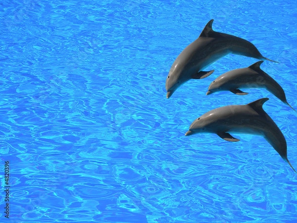 Obraz three dolphins