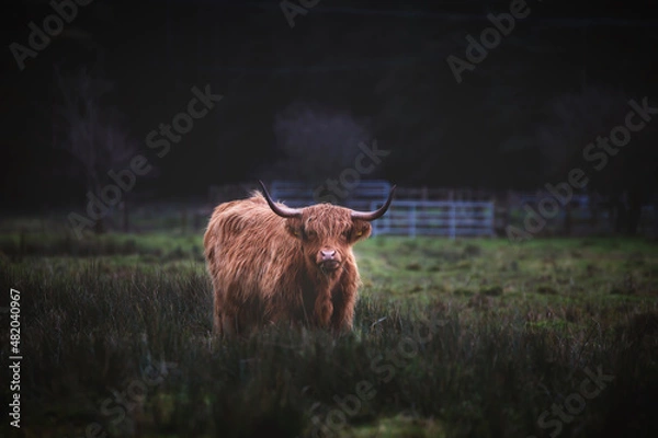 Obraz What You Doing?