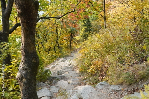 Obraz autumn in the forest