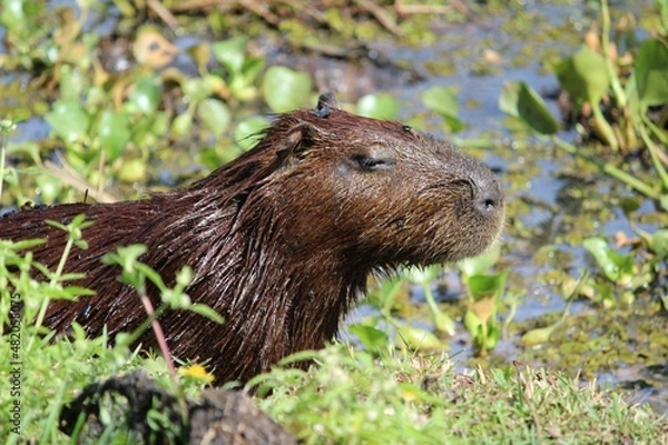 Obraz Capybara