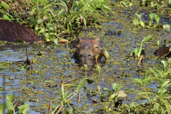 Obraz Capybara