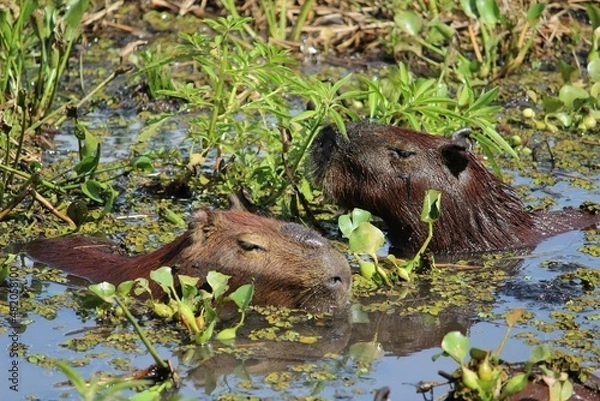 Obraz Capybara
