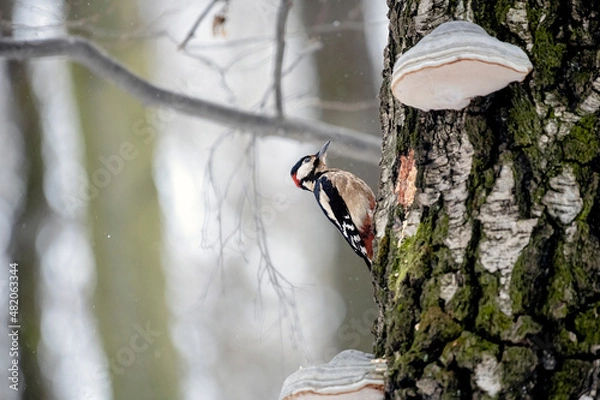 Obraz White-backed woodpecker sitting on a tree in the woods in winter.