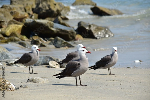 Fototapeta Aves marinas 2