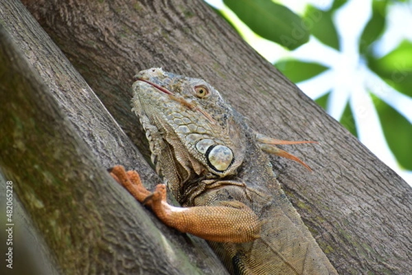 Obraz Iguana abol hojas 