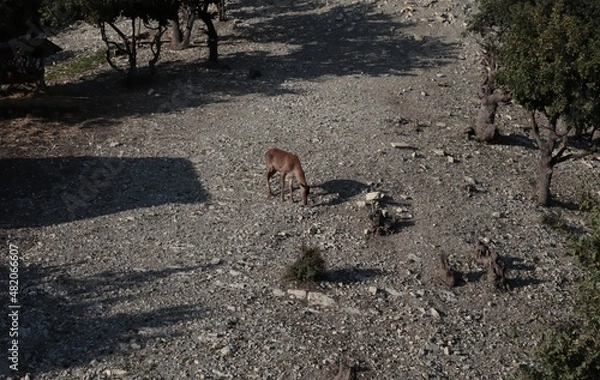 Obraz A roe deer walks on a slope in a nature reserve.
