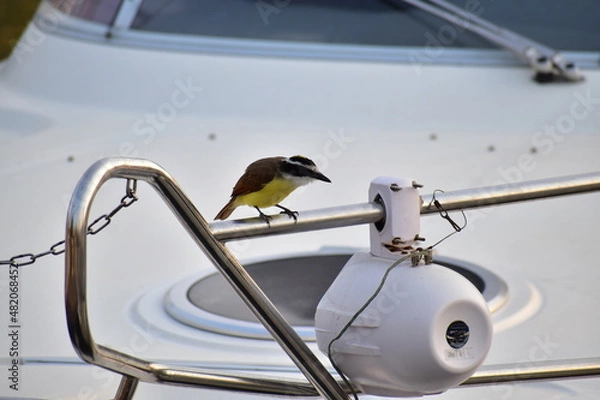 Obraz Pájaro amarillo 
