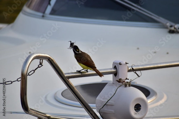 Obraz Parajo comiendo 