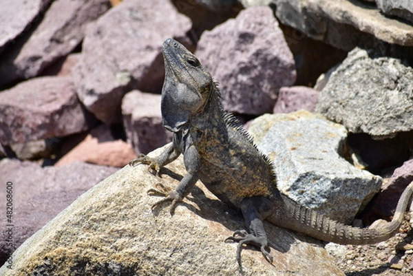 Obraz Garrobo tomando sol 