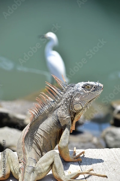 Obraz Iguana y garza 