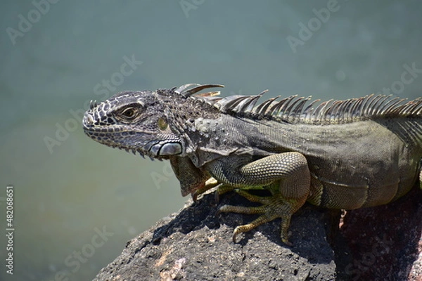 Obraz Iguana gris 