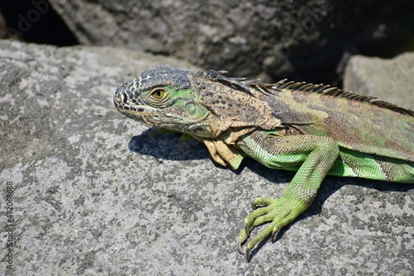 Obraz Iguana verde 2
