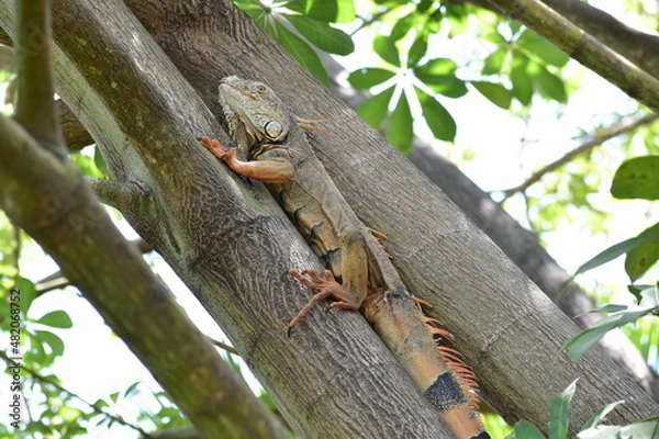 Obraz Iguana completa en árbol 