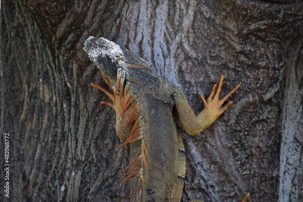 Obraz Árbol café e Iguana 