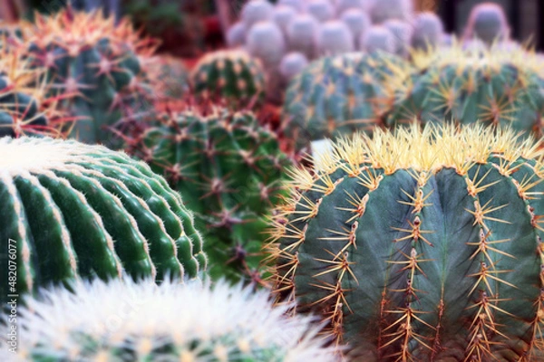 Obraz cactus in the garden