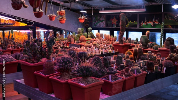 Obraz summer layout with place for text 