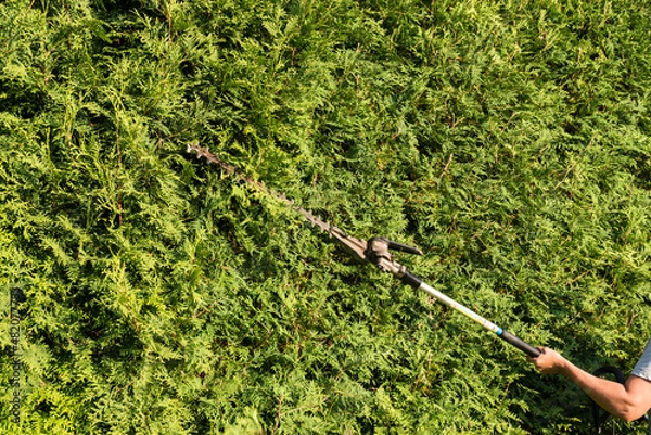 Obraz Gärtner mit Heckenschere - Thujahecke