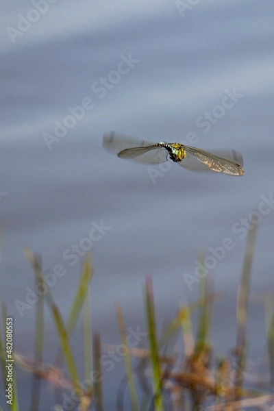 Obraz Dragonfly hovering over pond