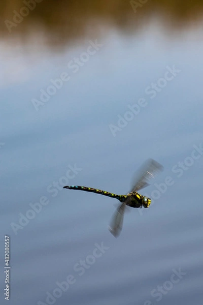 Obraz Dragonfly hovering over pond