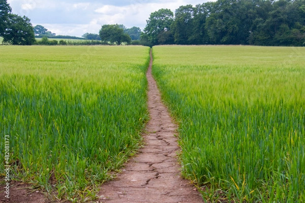Obraz Path rough wheat field