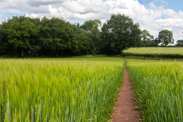 Obraz Path rough wheat field