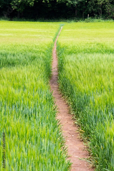 Obraz Path rough wheat field