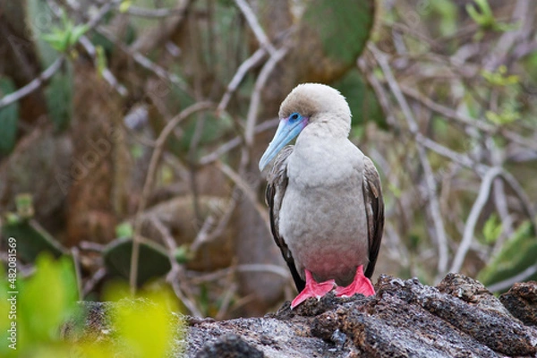 Obraz Red Footed Booby Galapagos